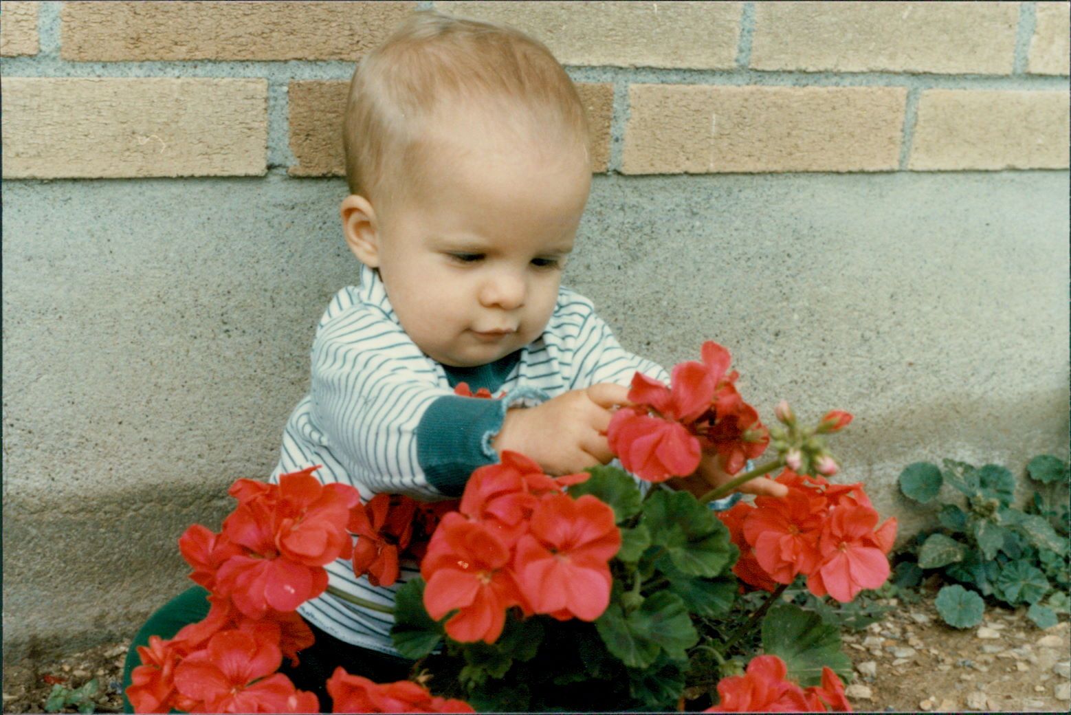 A young baby sitting in a flower bed, playing with the flowers